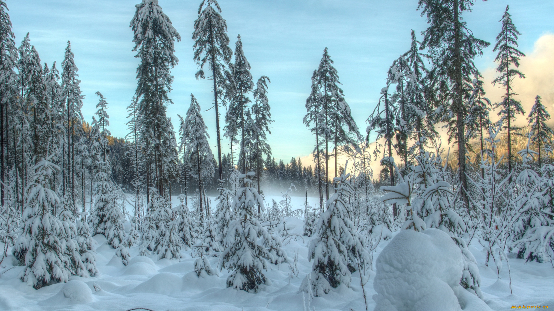 природа, зима, снег, мороз, лес