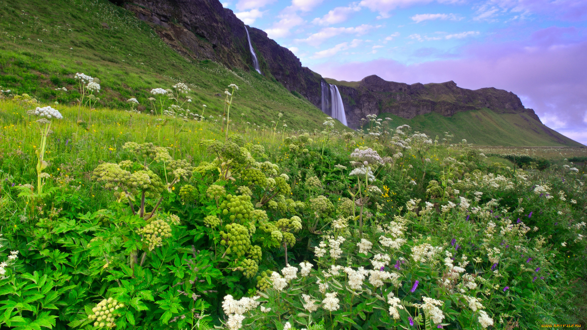 seljalandsfoss, iceland, природа, водопады, цветы, скалы, селйяландсфосс, исландия, луг