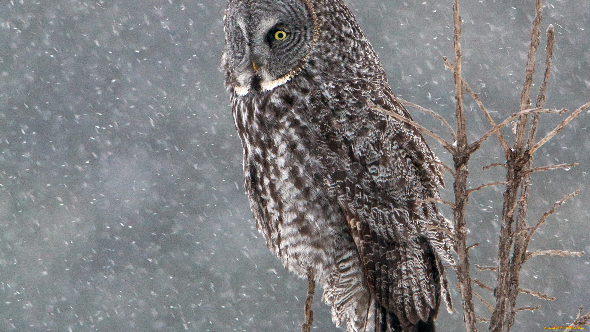 животные, совы, lapland, owl, great, grey, бородатая, неясыть