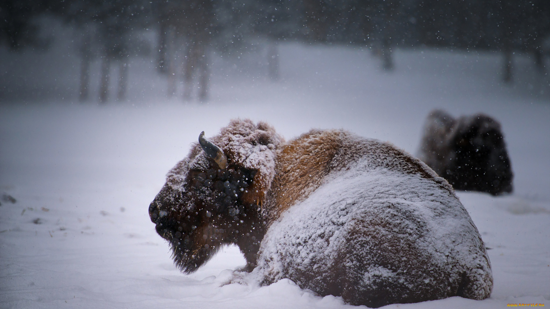 животные, зубры, бизоны, buffalo, зима, снег