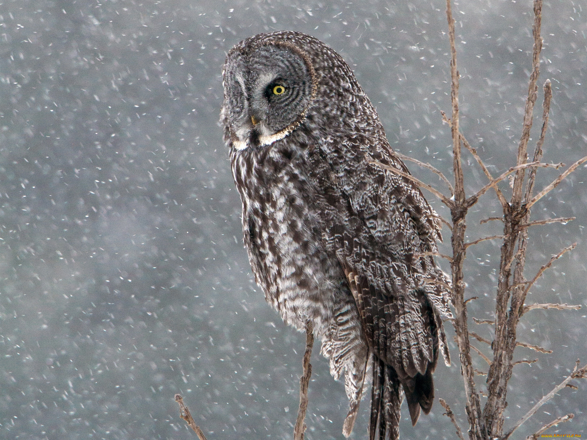 животные, совы, lapland, owl, great, grey, бородатая, неясыть