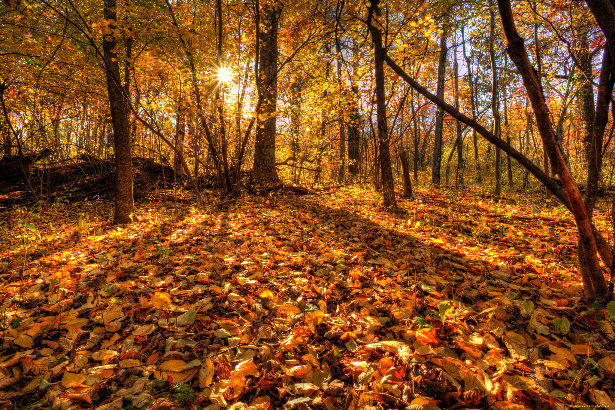 природа, лес, листья, осень, деревья