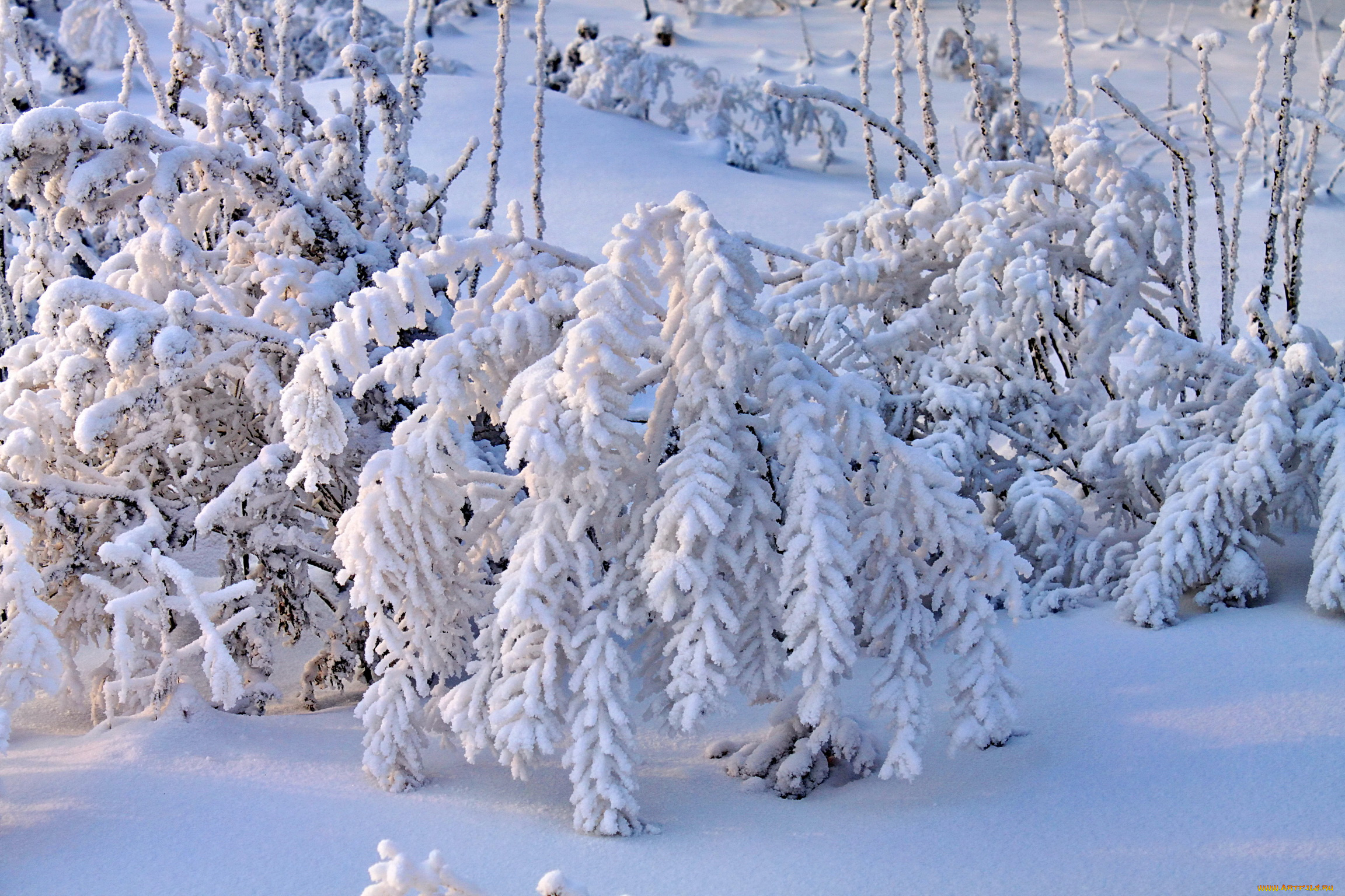Зимняя сказка. Снежная зима. Сказочный зимний лес. Зимние кусты. Кустарники зимой.