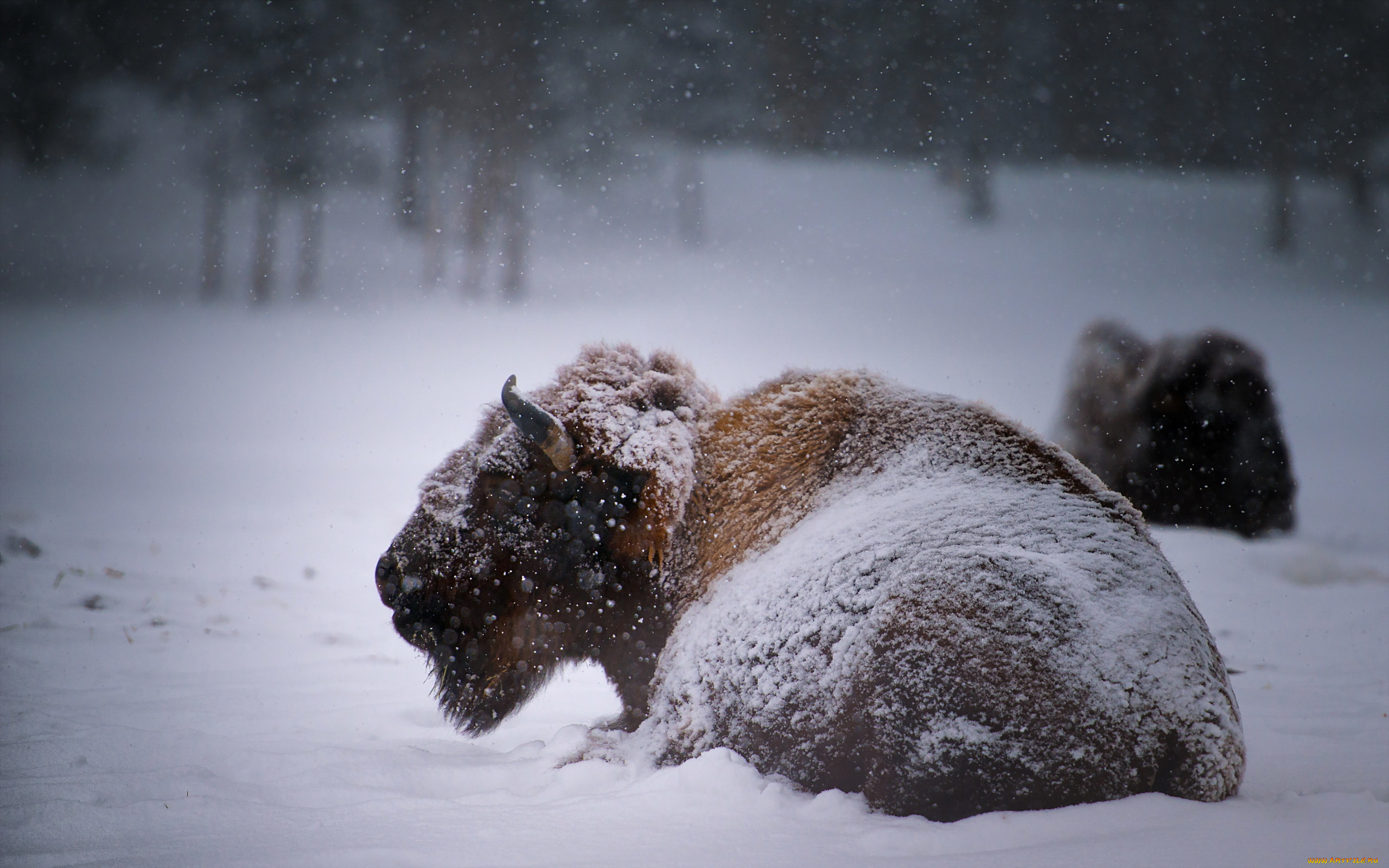 животные, зубры, бизоны, buffalo, зима, снег