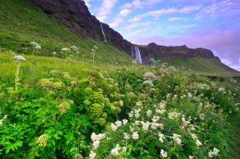 Картинка seljalandsfoss iceland природа водопады цветы скалы селйяландсфосс исландия луг