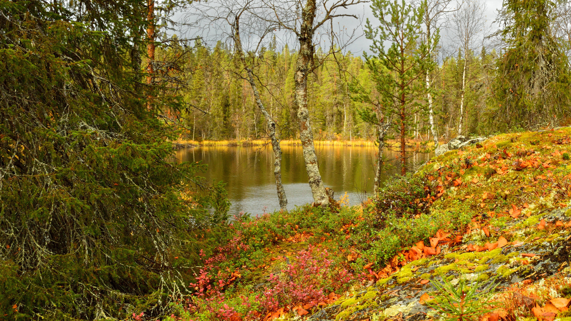 lapland, finland, природа, лес, осень, озеро, finland, lapland