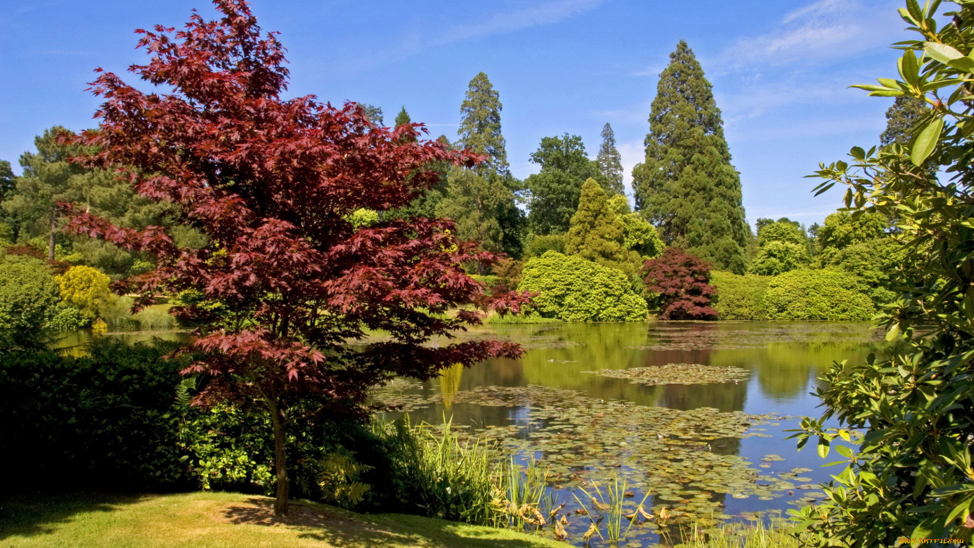 sheffield, park, garden, england, природа, парк, растения, пруд, england, garden, park, sheffield