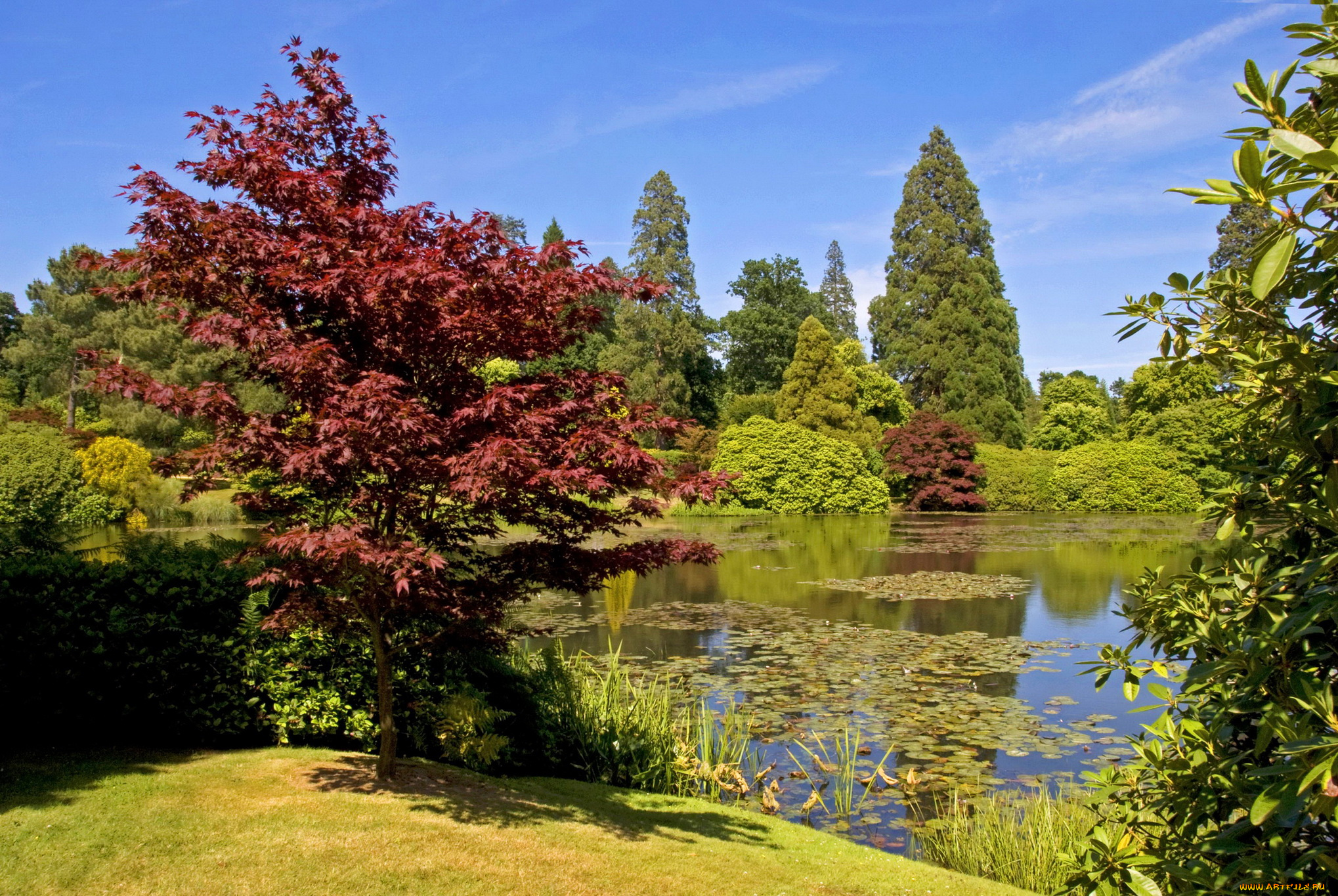 sheffield, park, garden, england, природа, парк, растения, пруд, england, garden, park, sheffield