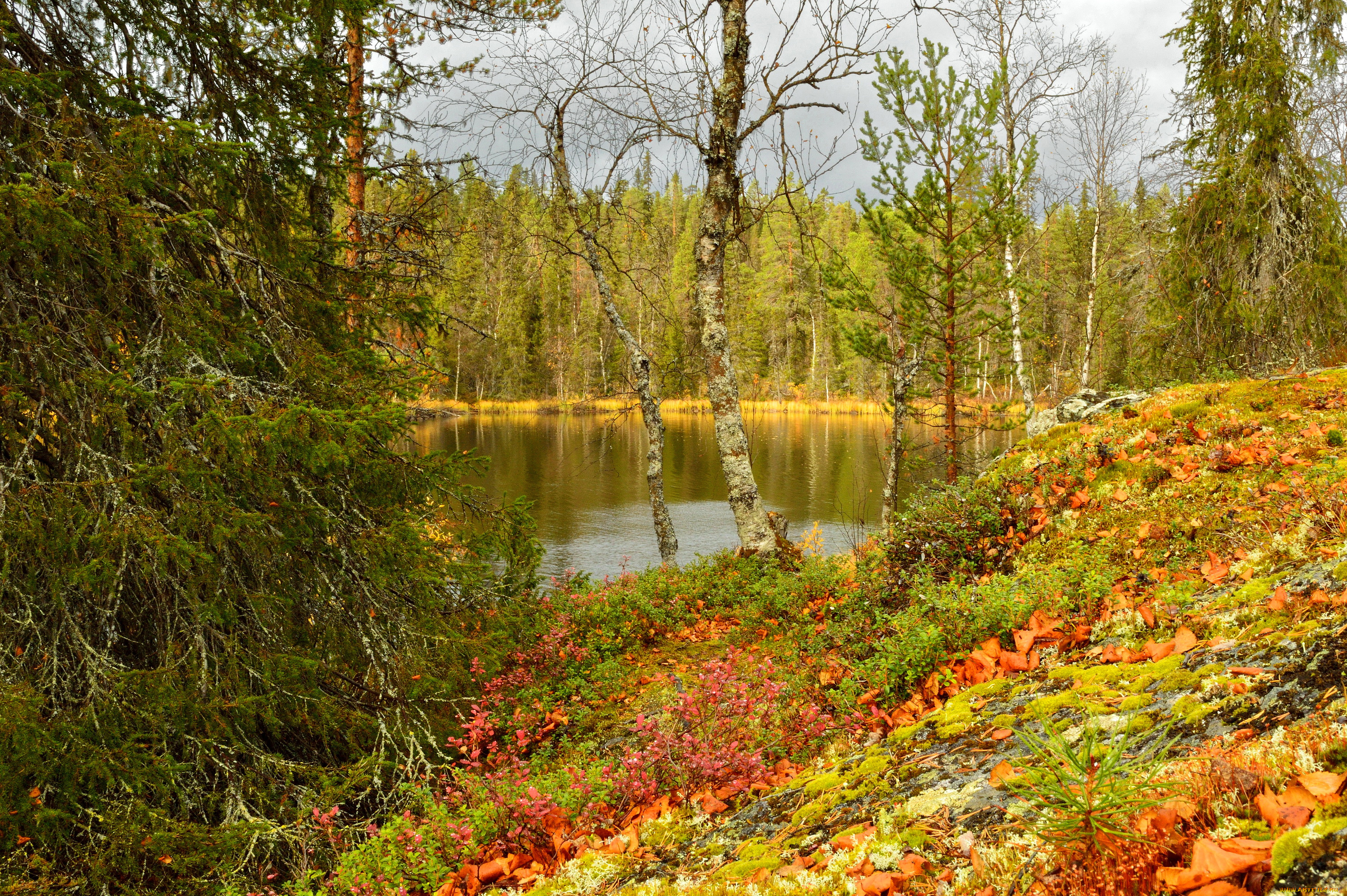 lapland, finland, природа, лес, осень, озеро, finland, lapland