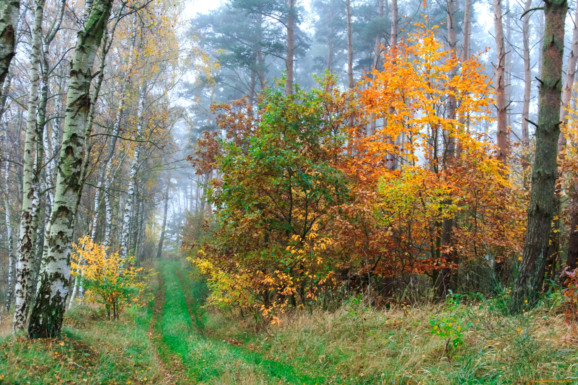 природа, дороги, лес, тракт