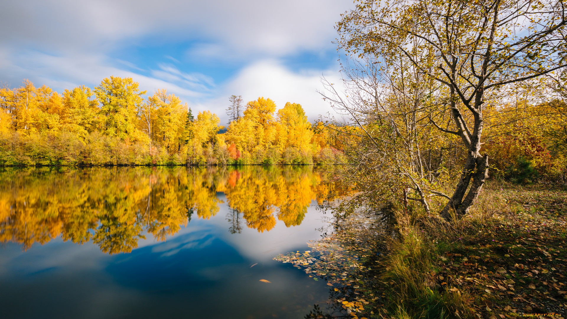 природа, реки, озера, лес, река