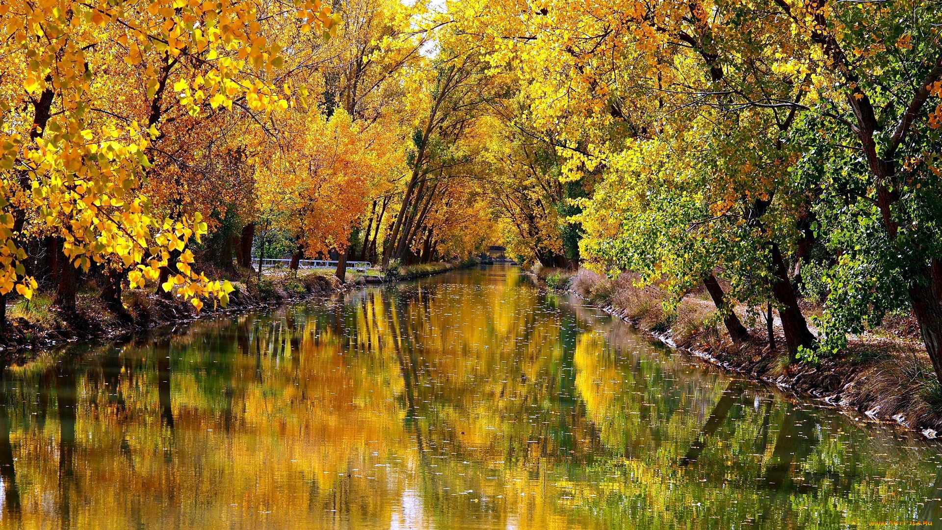 природа, реки, озера, осень, река, деревья