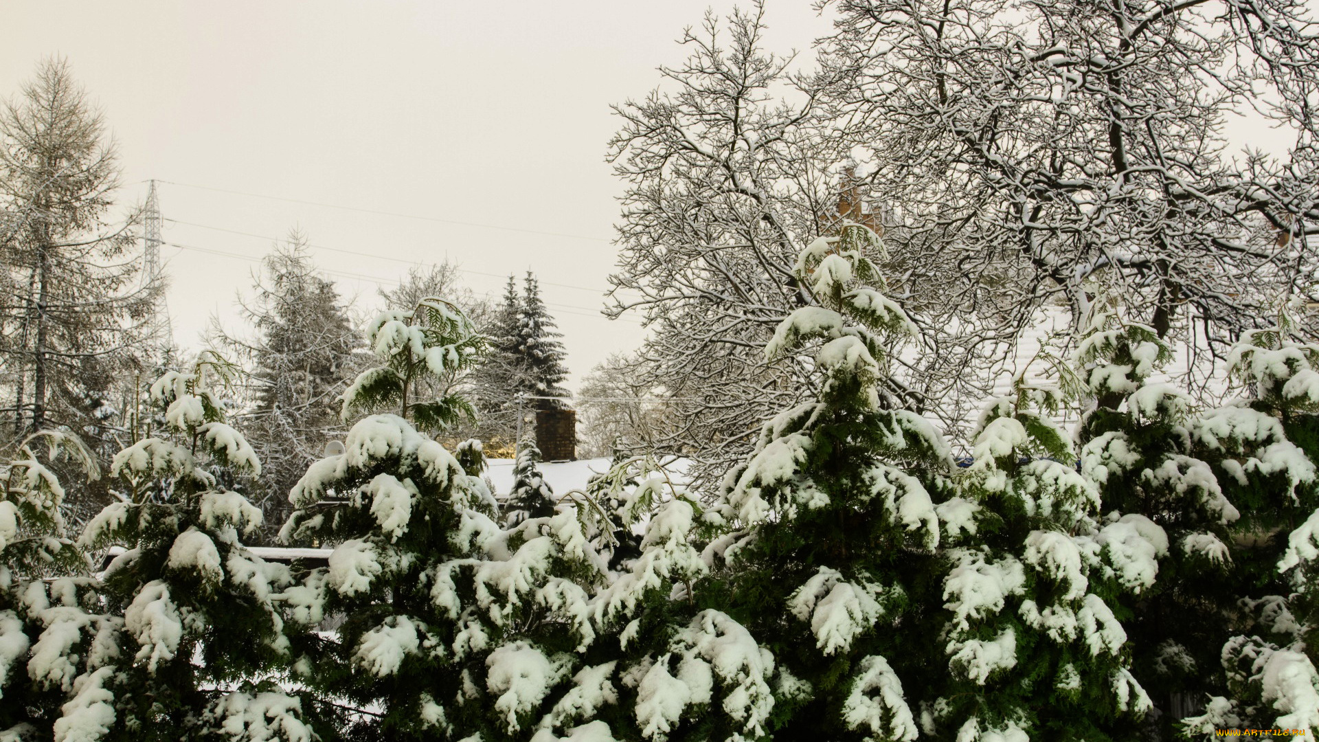 природа, зима, снег, елки, деревья
