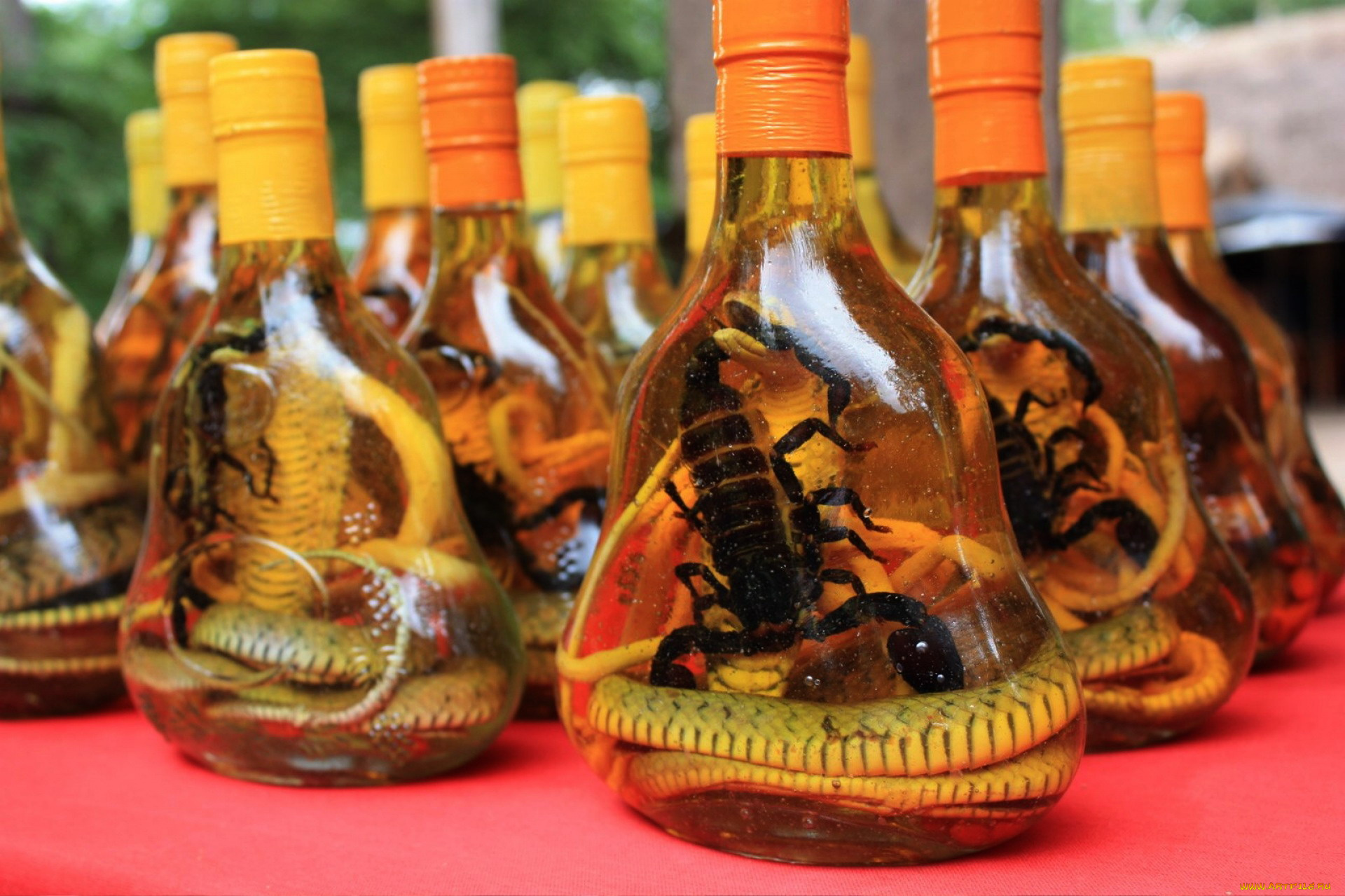 Настойка на змее. Змеиное вино (Вьетнам).