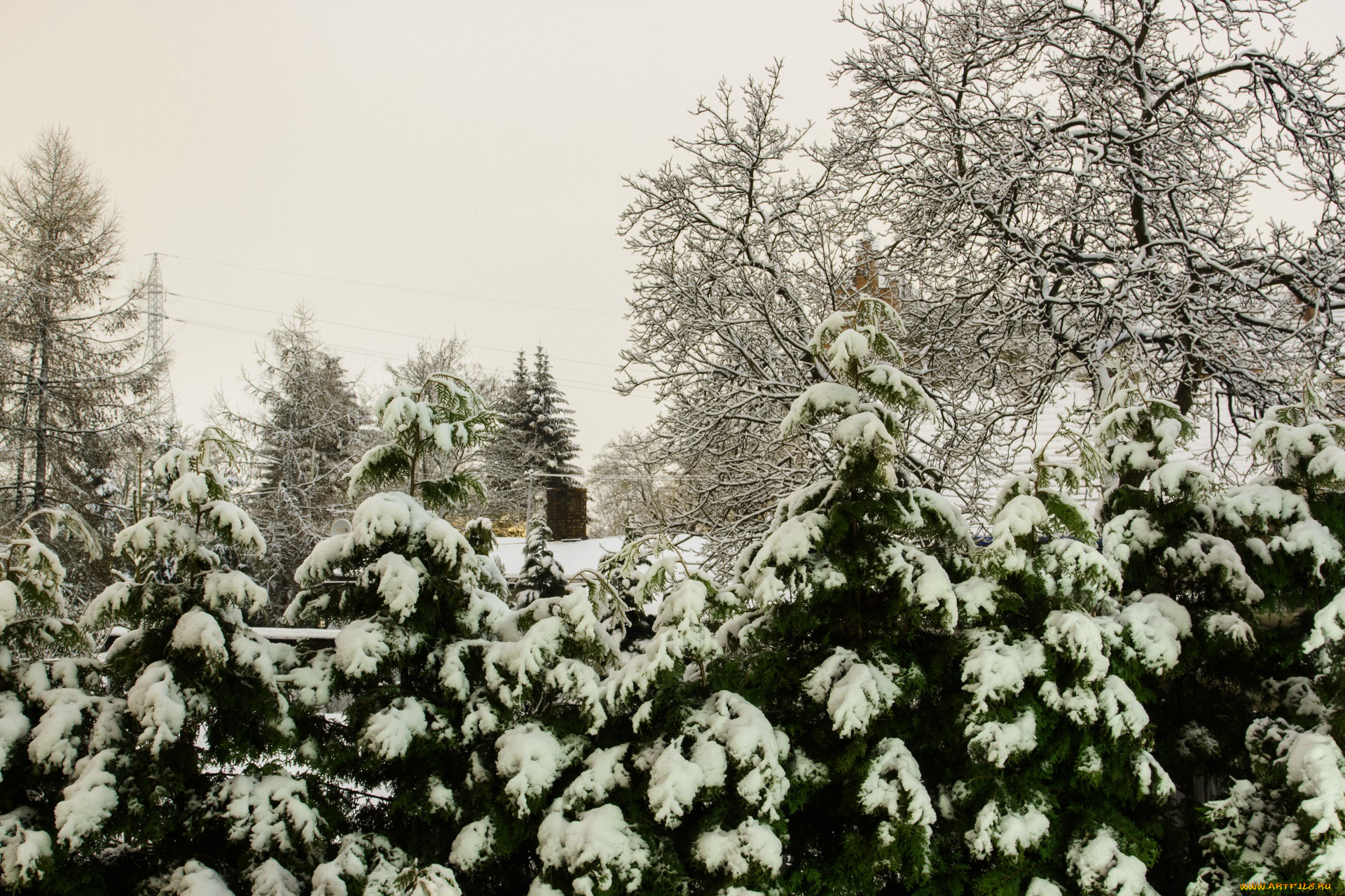 природа, зима, снег, елки, деревья