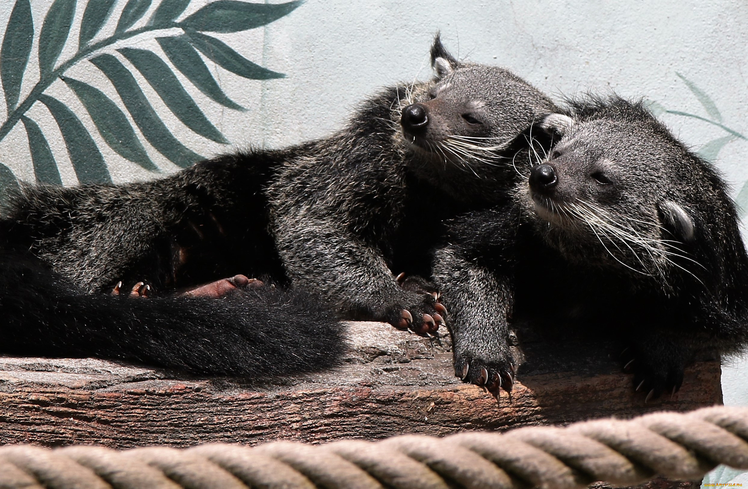 binturong, животные, бинтуронги, бинтуронг, млекопитающие, виверровые, хищники, шерсть, морда, когти, хвост