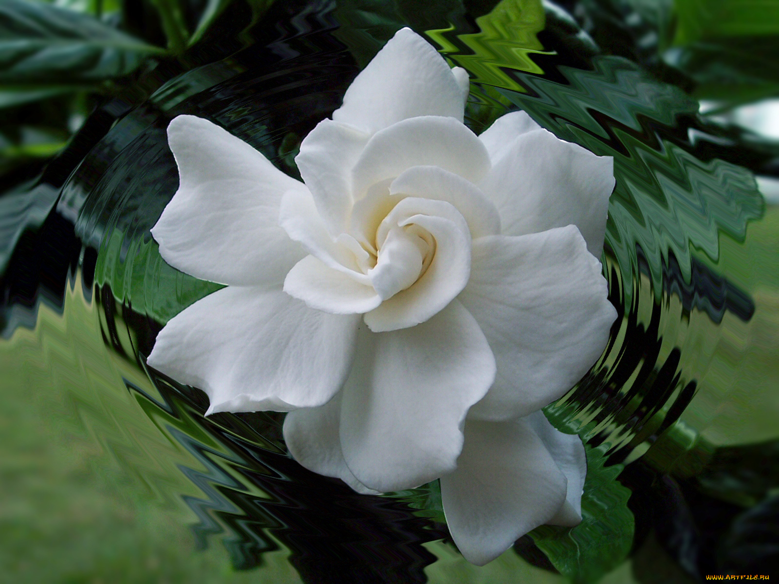 природа белая гардения цветы загрузить