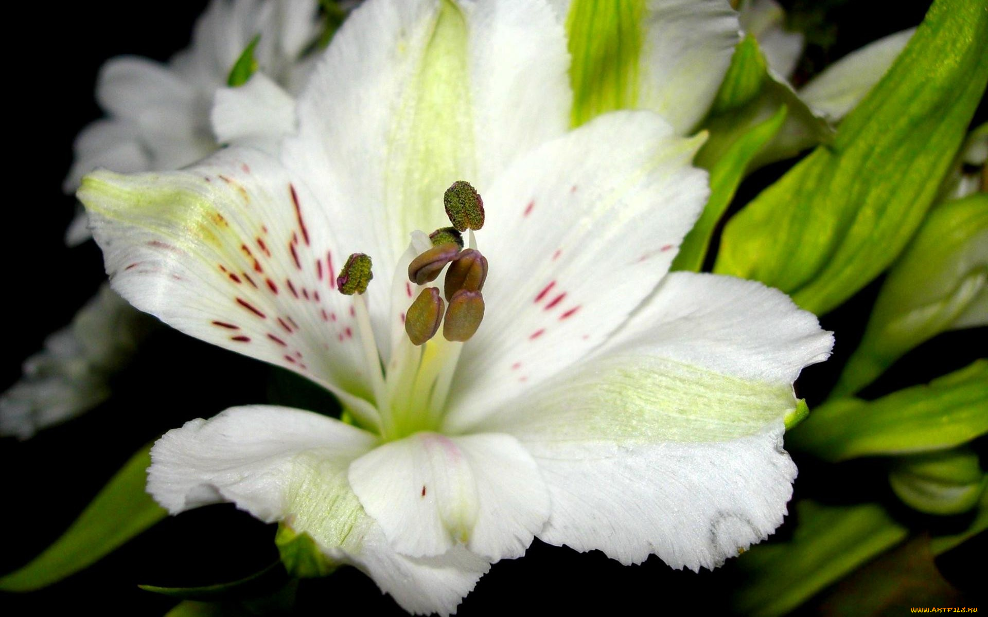 цветы, альстромерия, белый