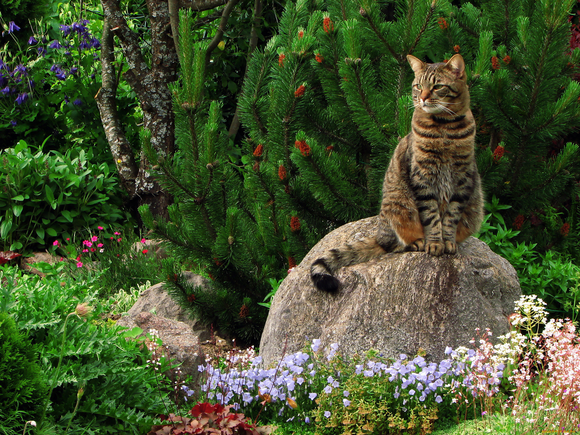 животные, коты, кошка, камень, цветы, сад