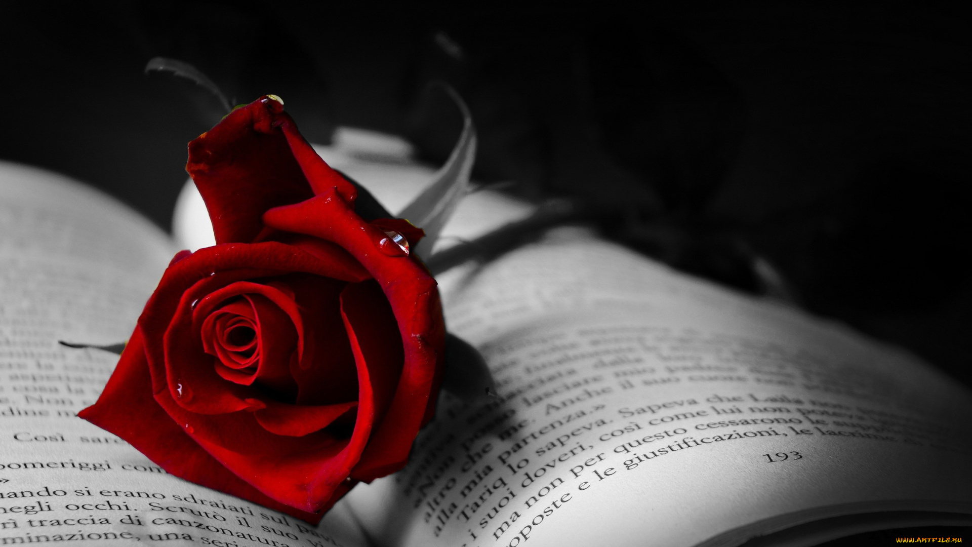 цветы, розы, книга, страницы, роза, красный