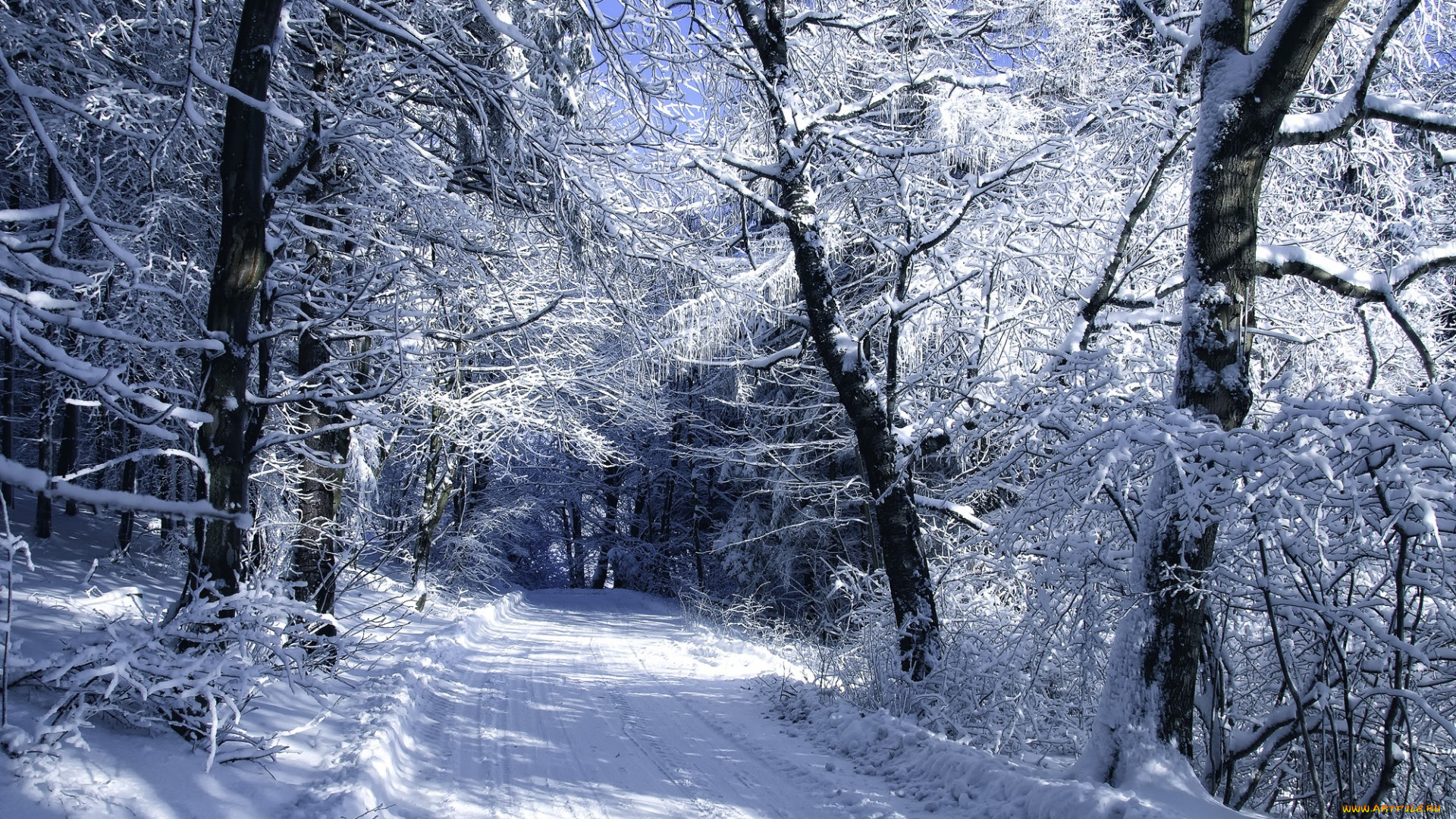 janek, sedlar, автор, природа, зима, снег, деревья, дорога