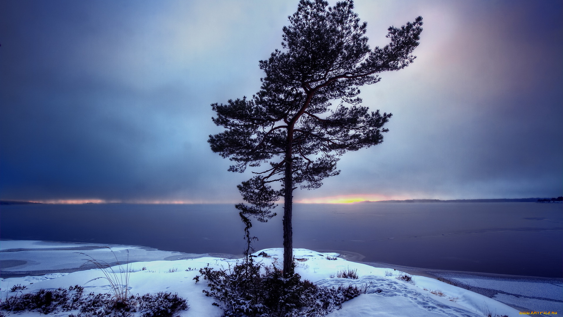 природа, деревья, дерево, снег, тучи