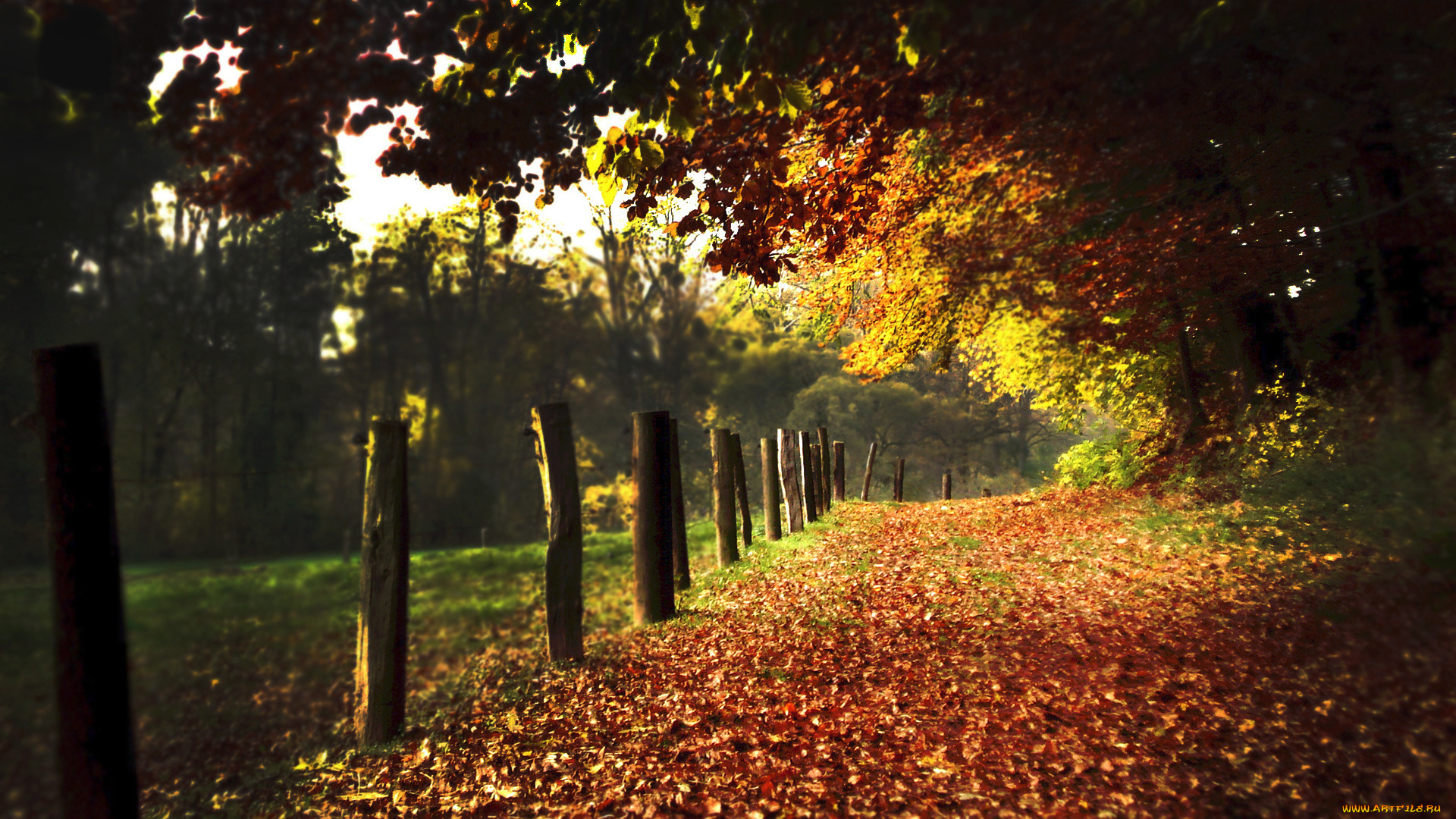природа, дороги, изгородь, деревья, осень, листья