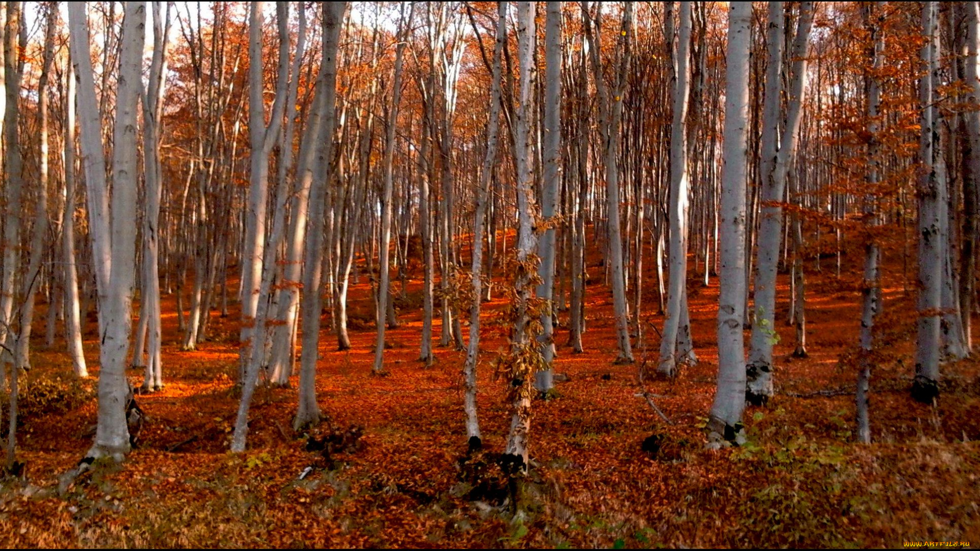 природа, лес, осины, красная, листва, осень