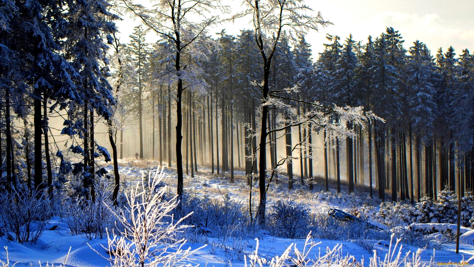 природа, зима, иней, лес, снег