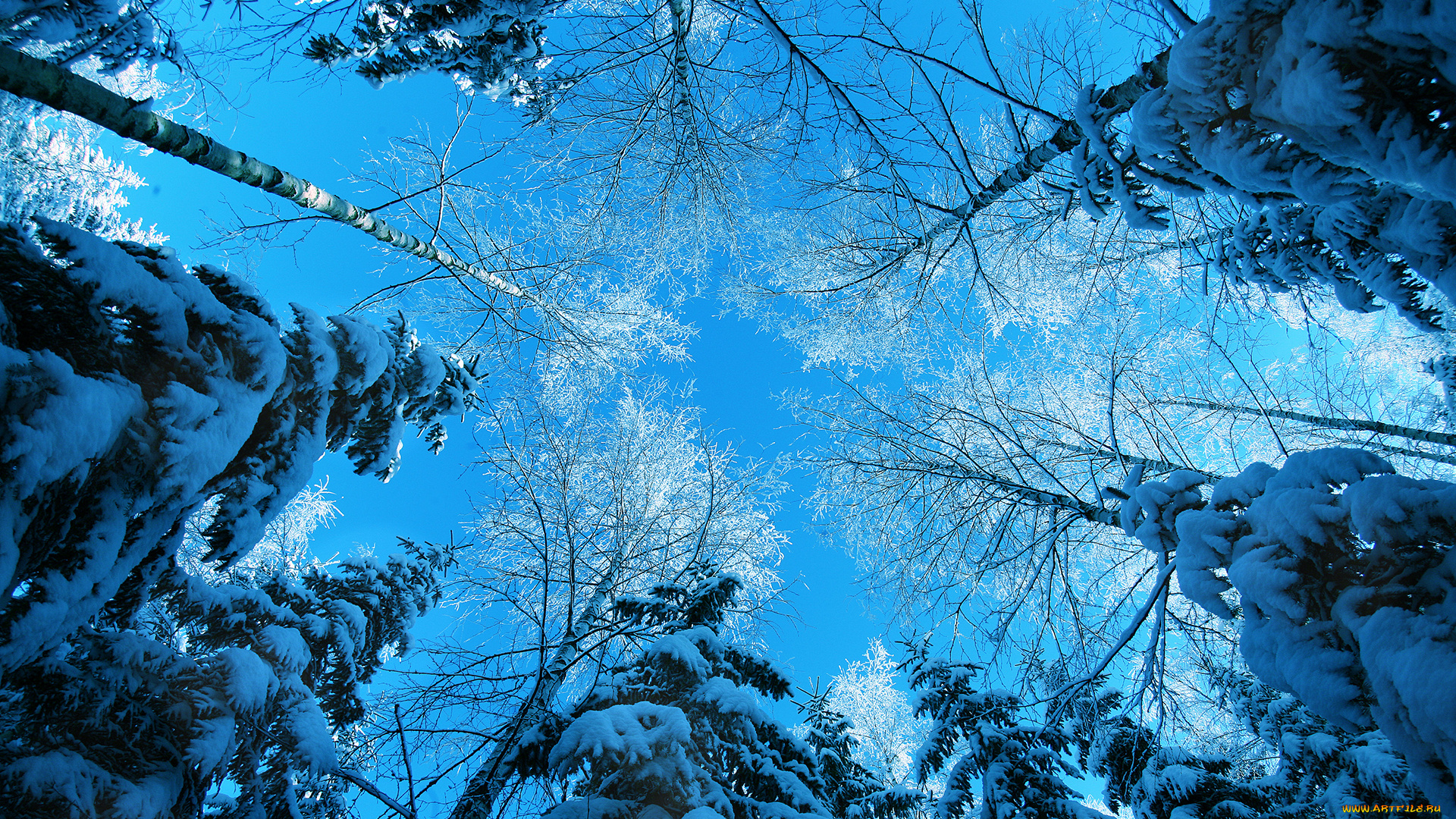 природа, зима, небо, снег, деревья