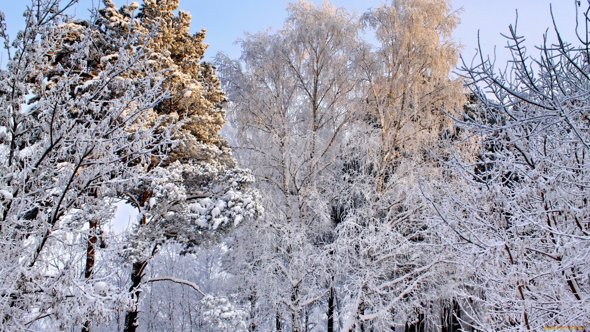 природа, зима, снег