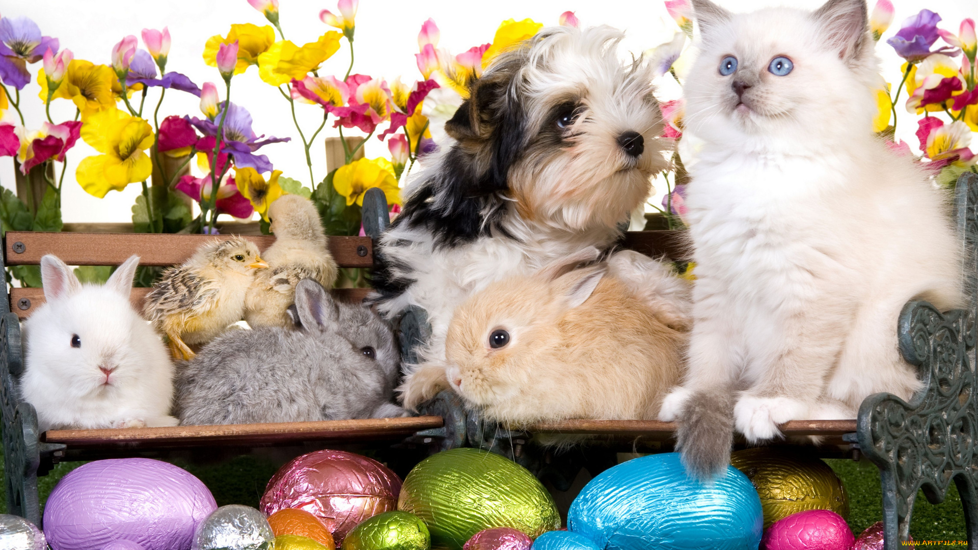 животные, разные, вместе, цветы, яйца, цыплята, кролики, щенок, собака, котёнок, пасха