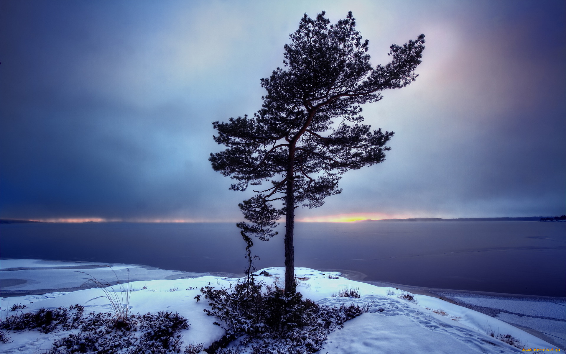 природа, деревья, дерево, снег, тучи