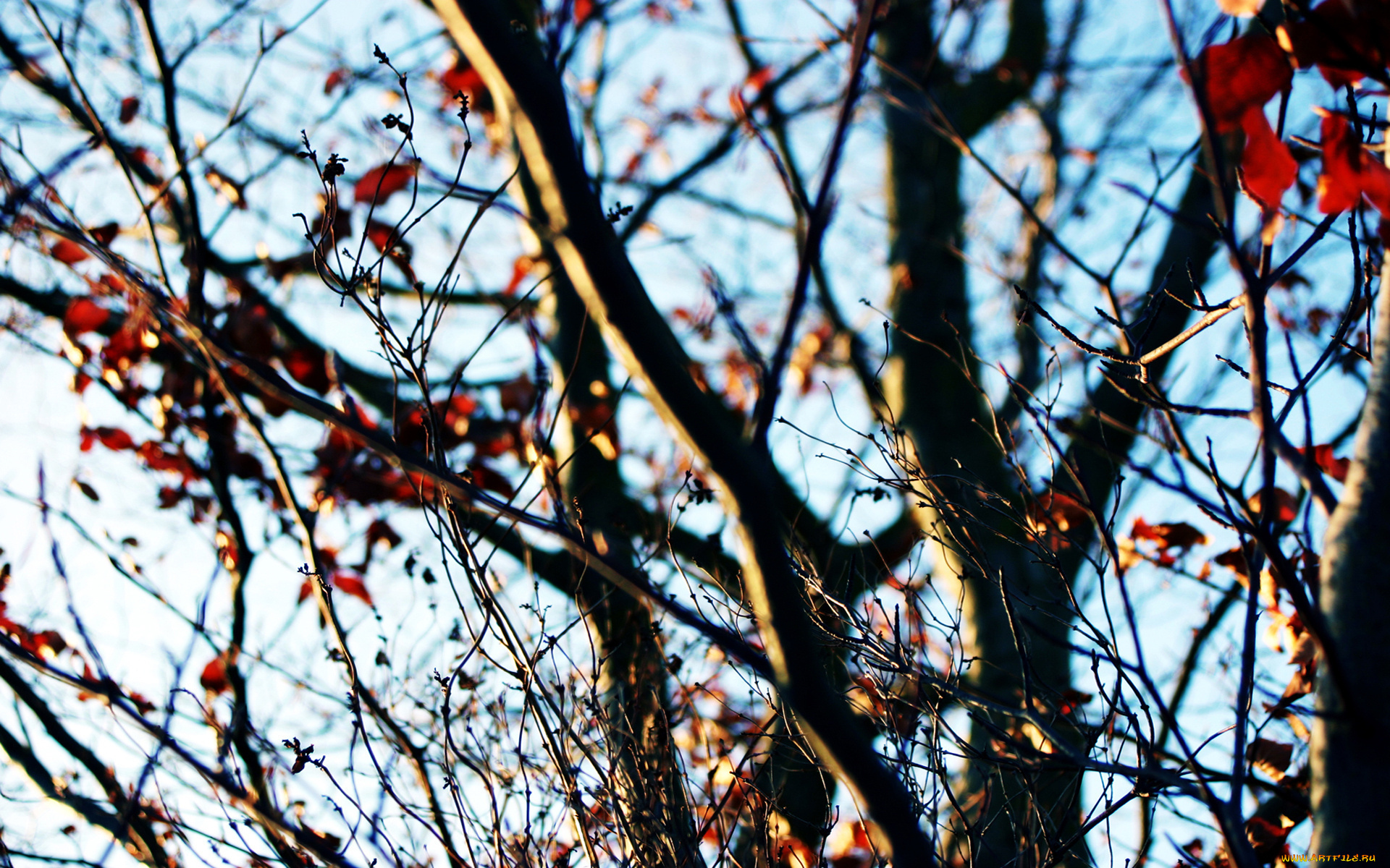осень дерево листья ветки природа бесплатно