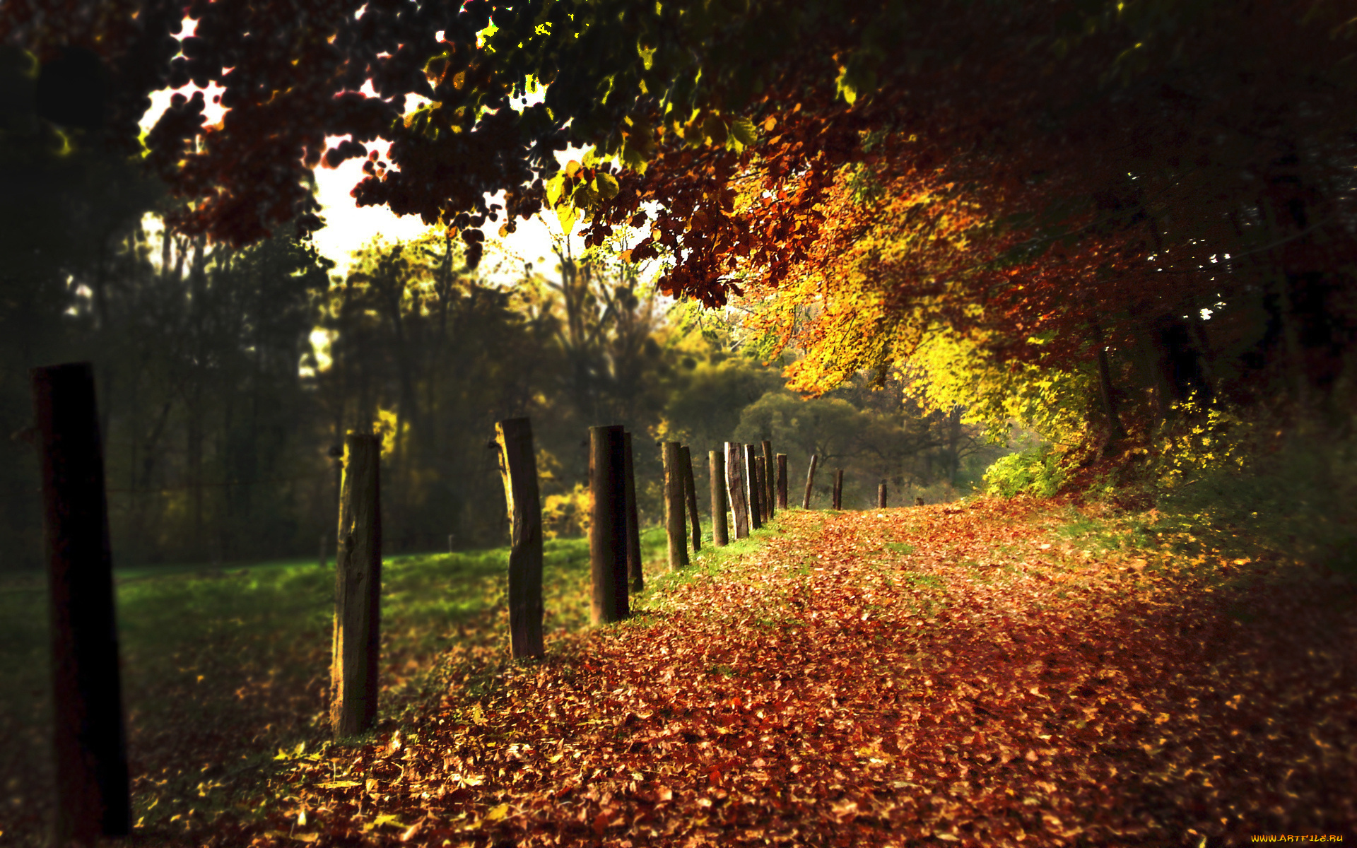природа, дороги, изгородь, деревья, осень, листья