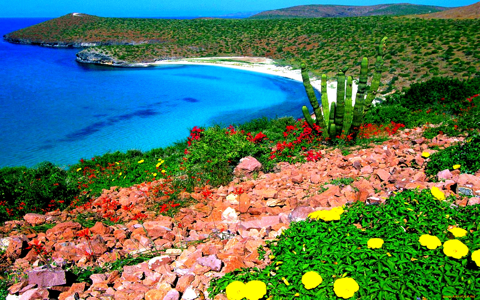 природа, побережье, камни, бухта, океан, кактус, цветы