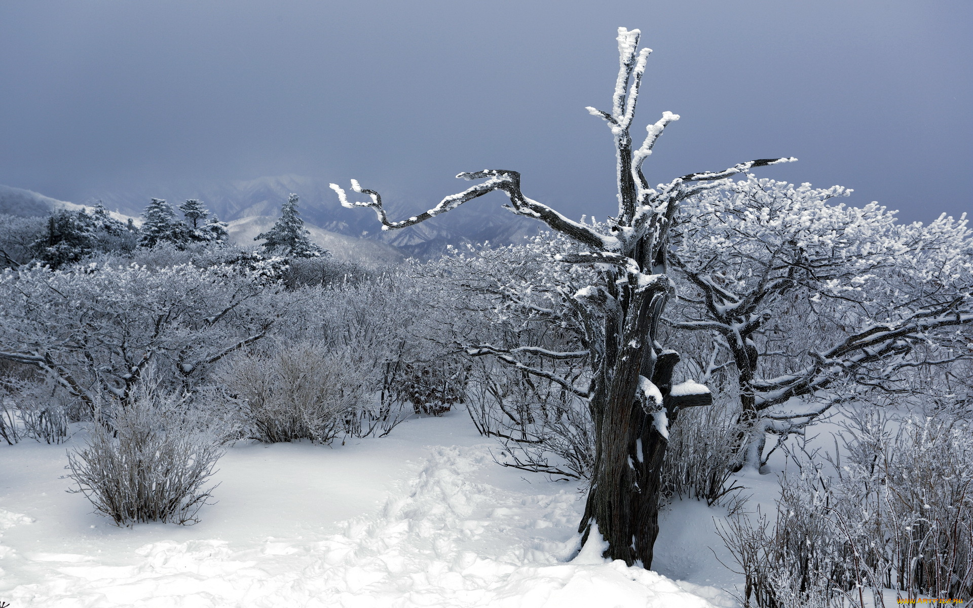 природа, зима, деревья, снег, горы