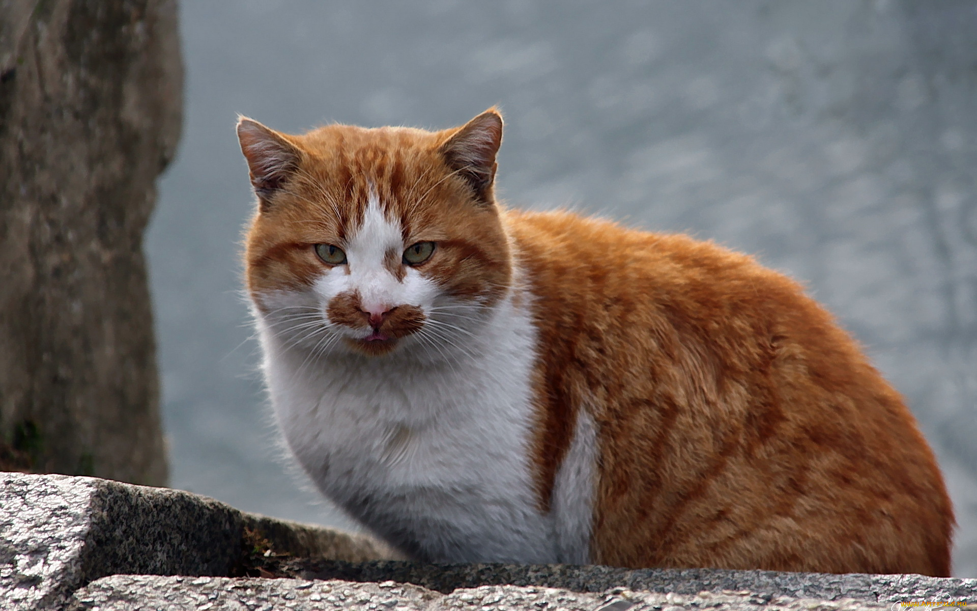 животные, коты, взгляд, кошка, фон