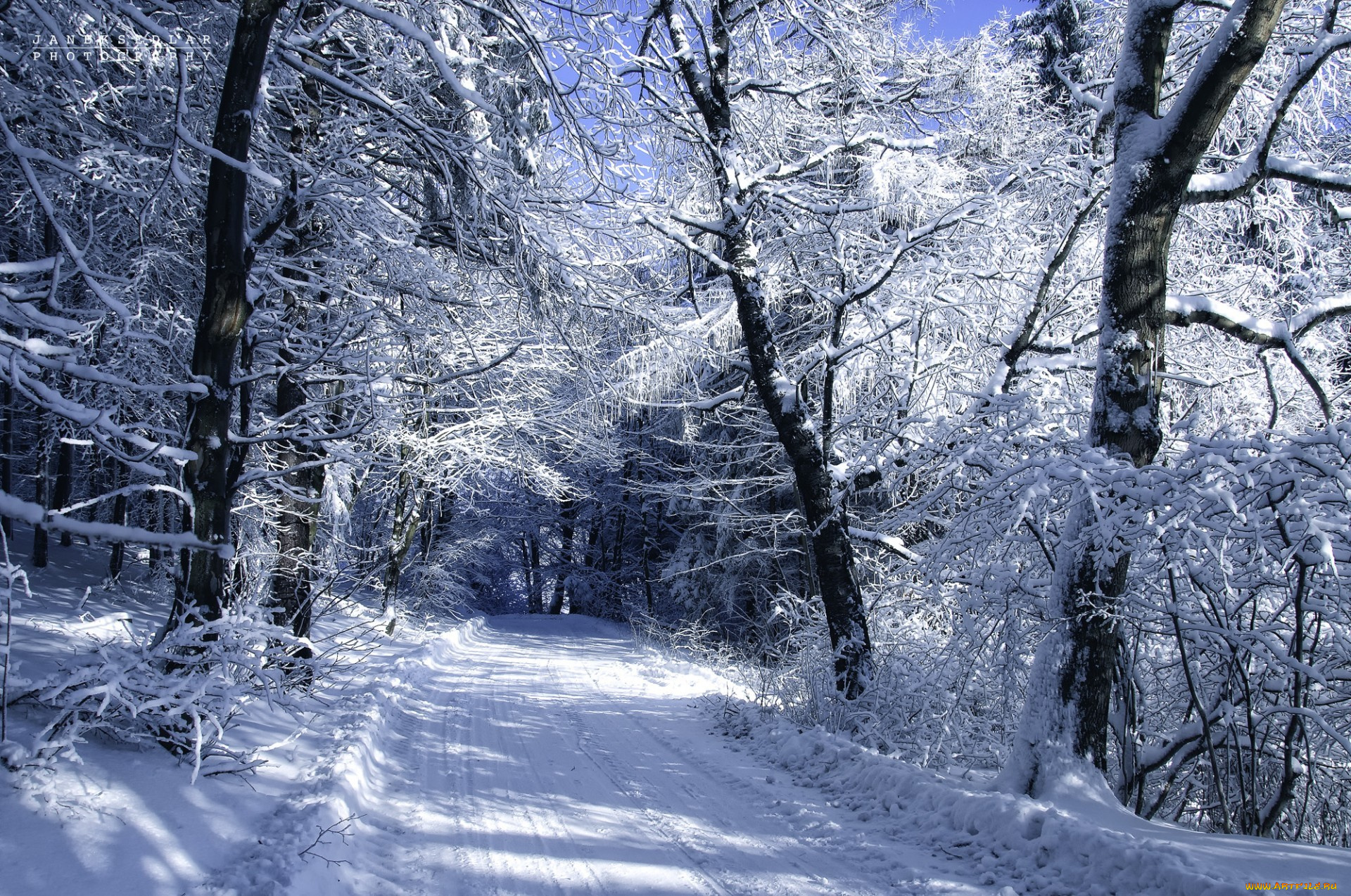 janek, sedlar, автор, природа, зима, снег, деревья, дорога