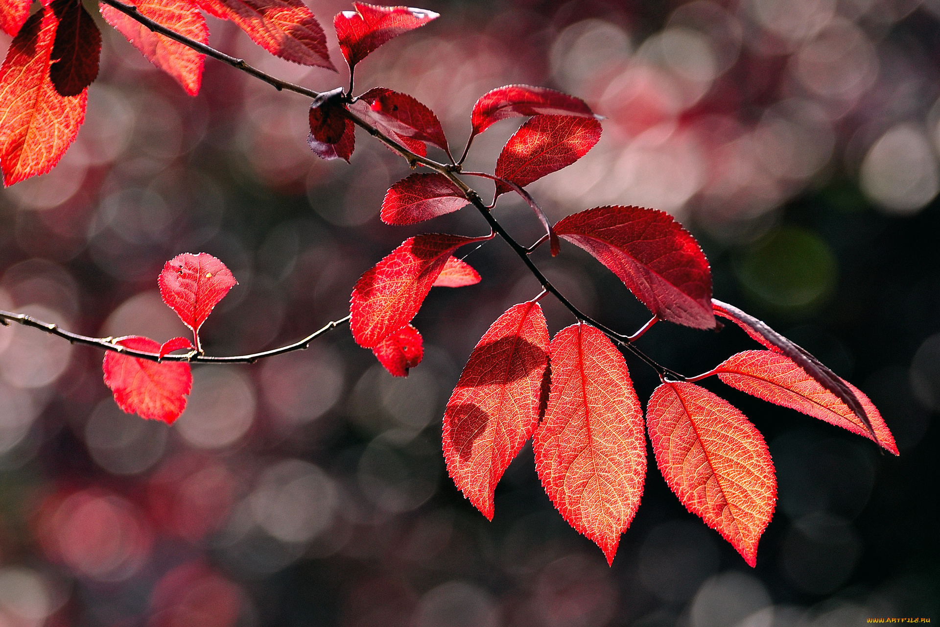 Красные листья без смс