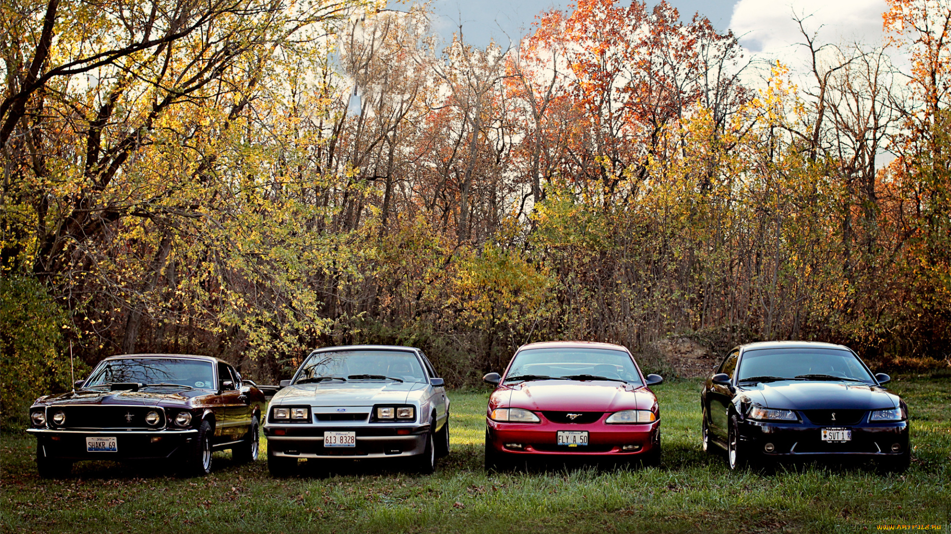 автомобили, mustang, mustangs