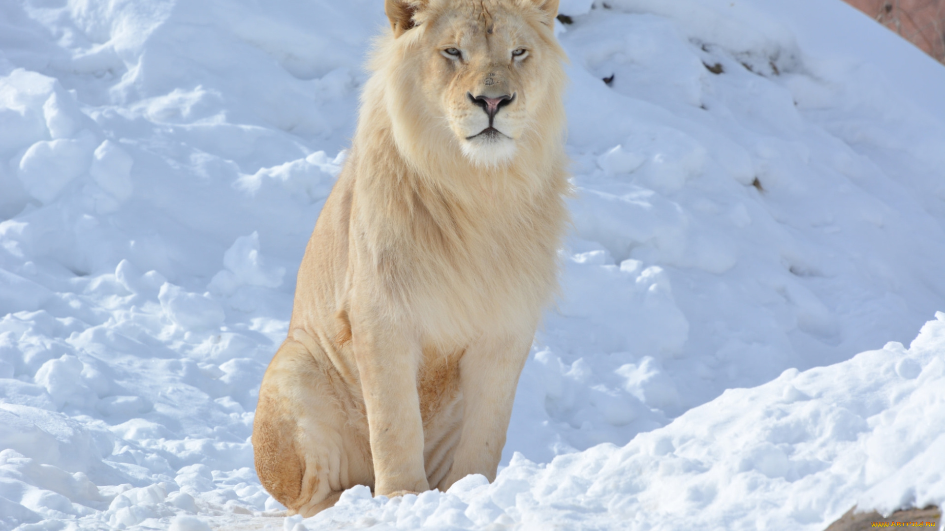 животные, львы, лев, белый, снег, зима