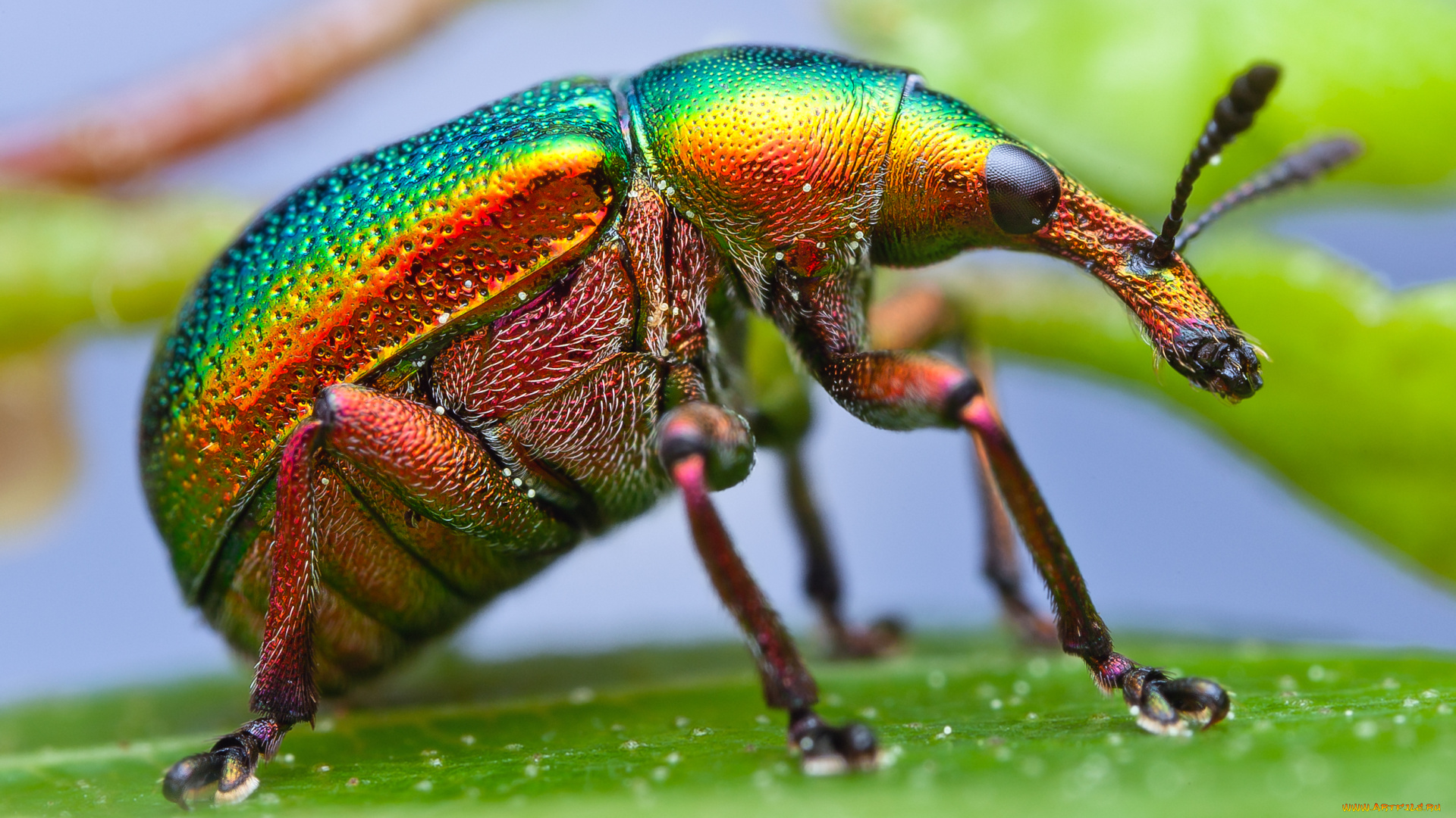 животные, насекомые, макро, насекомое, жук, долгоносик, краски