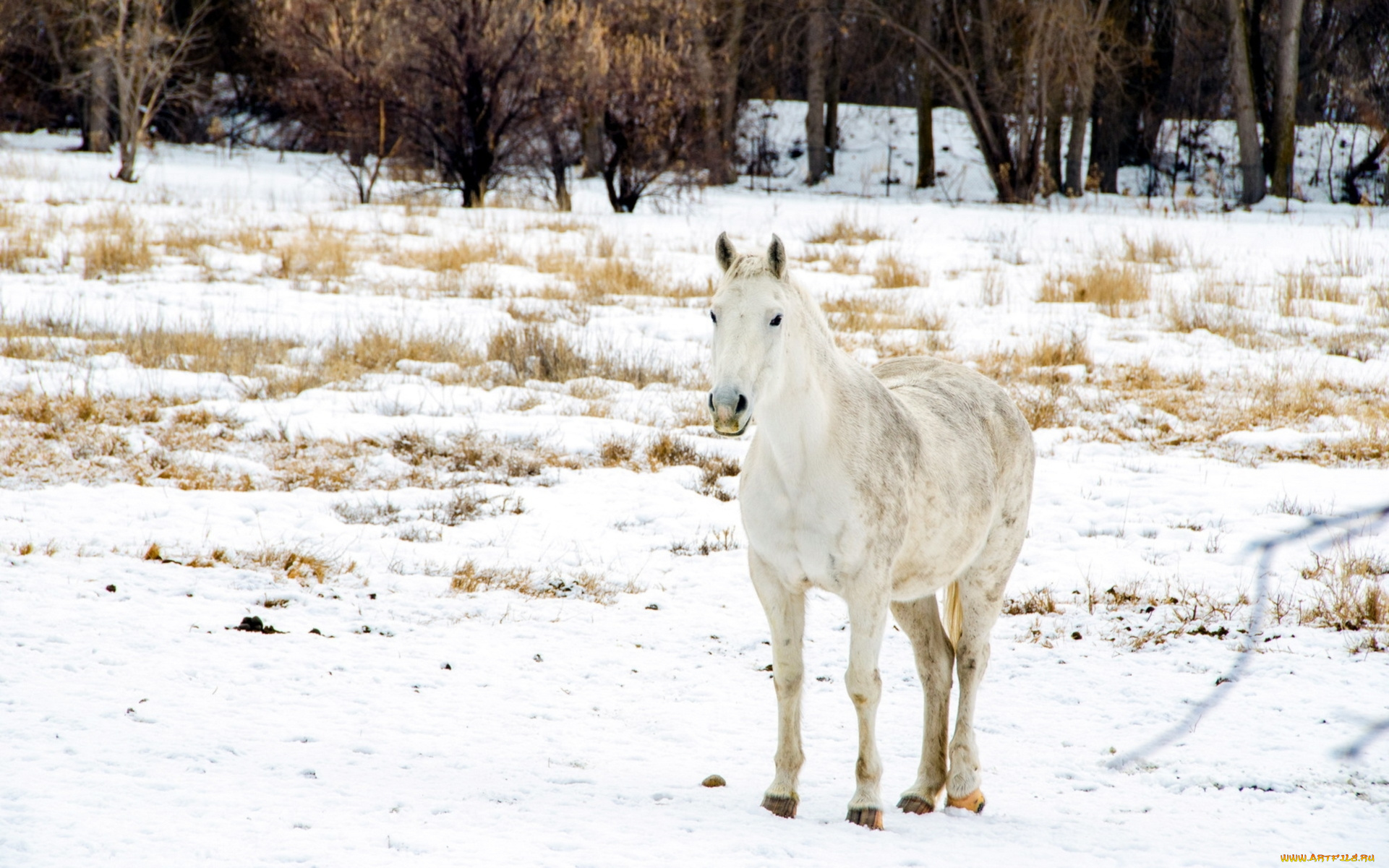 животные, лошади, снег, поле, зима, конь
