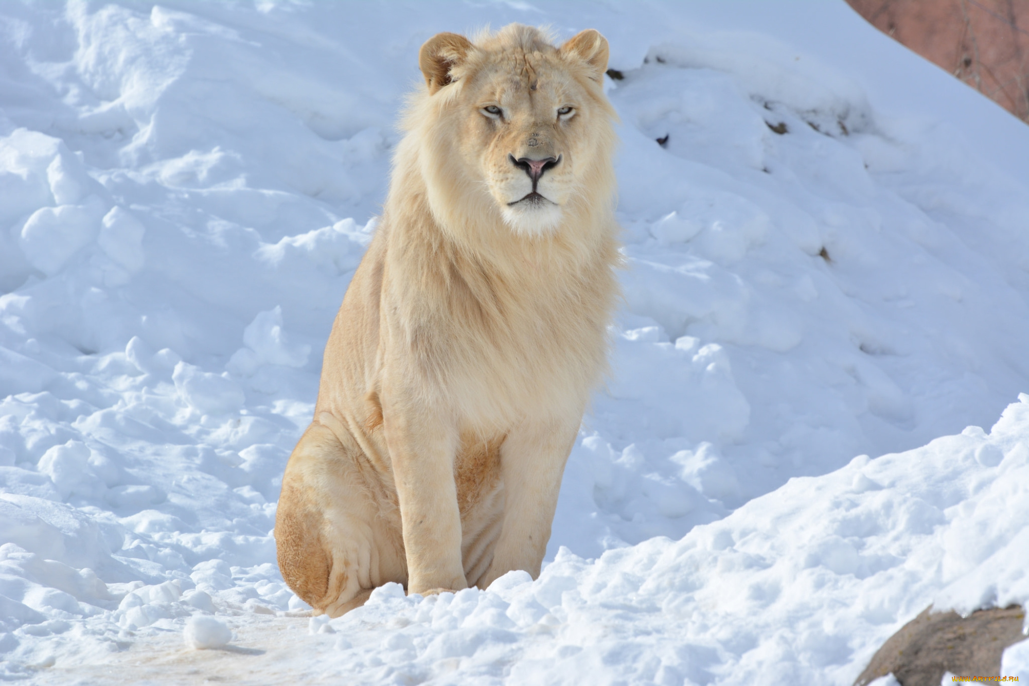 животные, львы, лев, белый, снег, зима