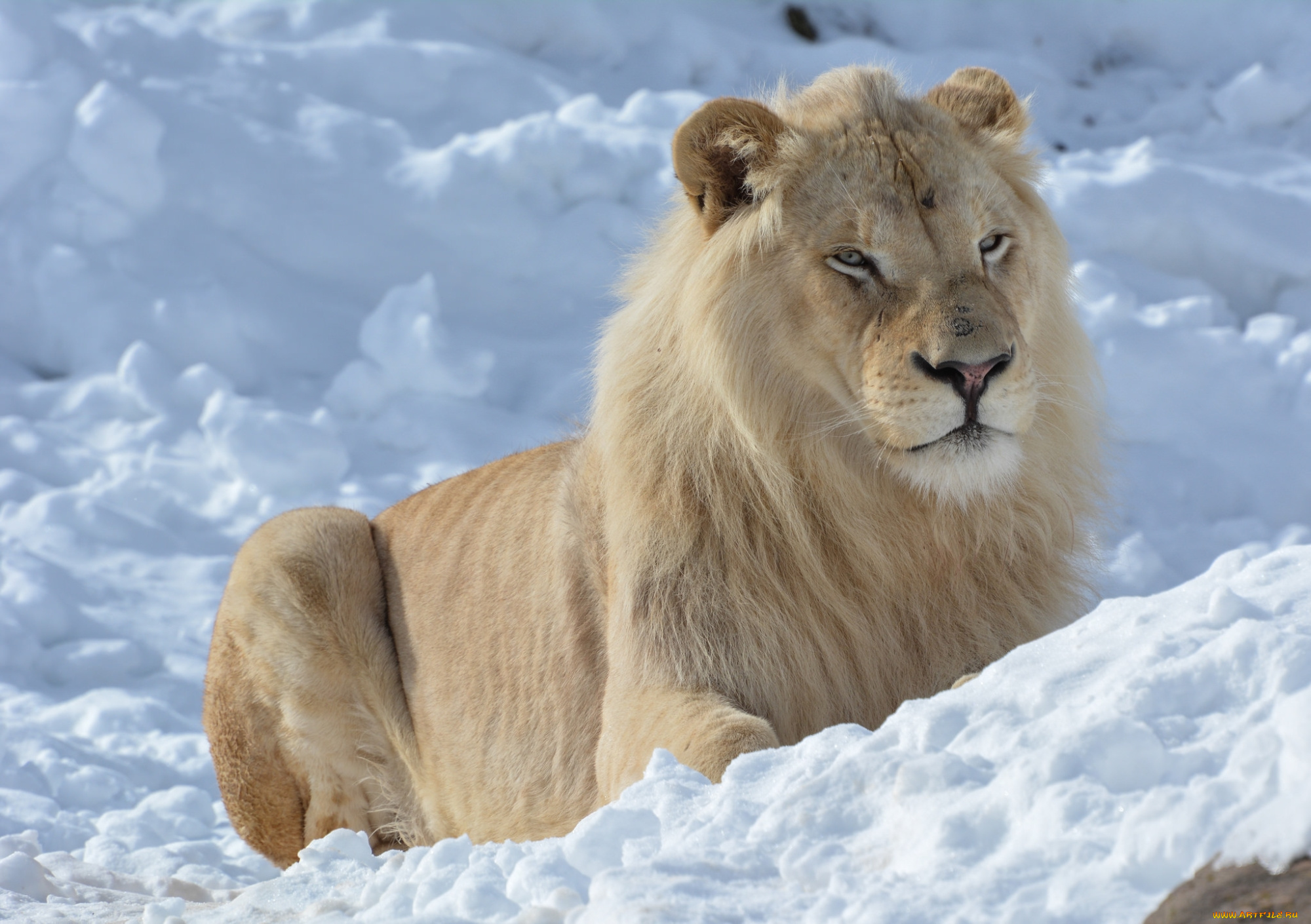 животные, львы, зима, лев, белый, снег