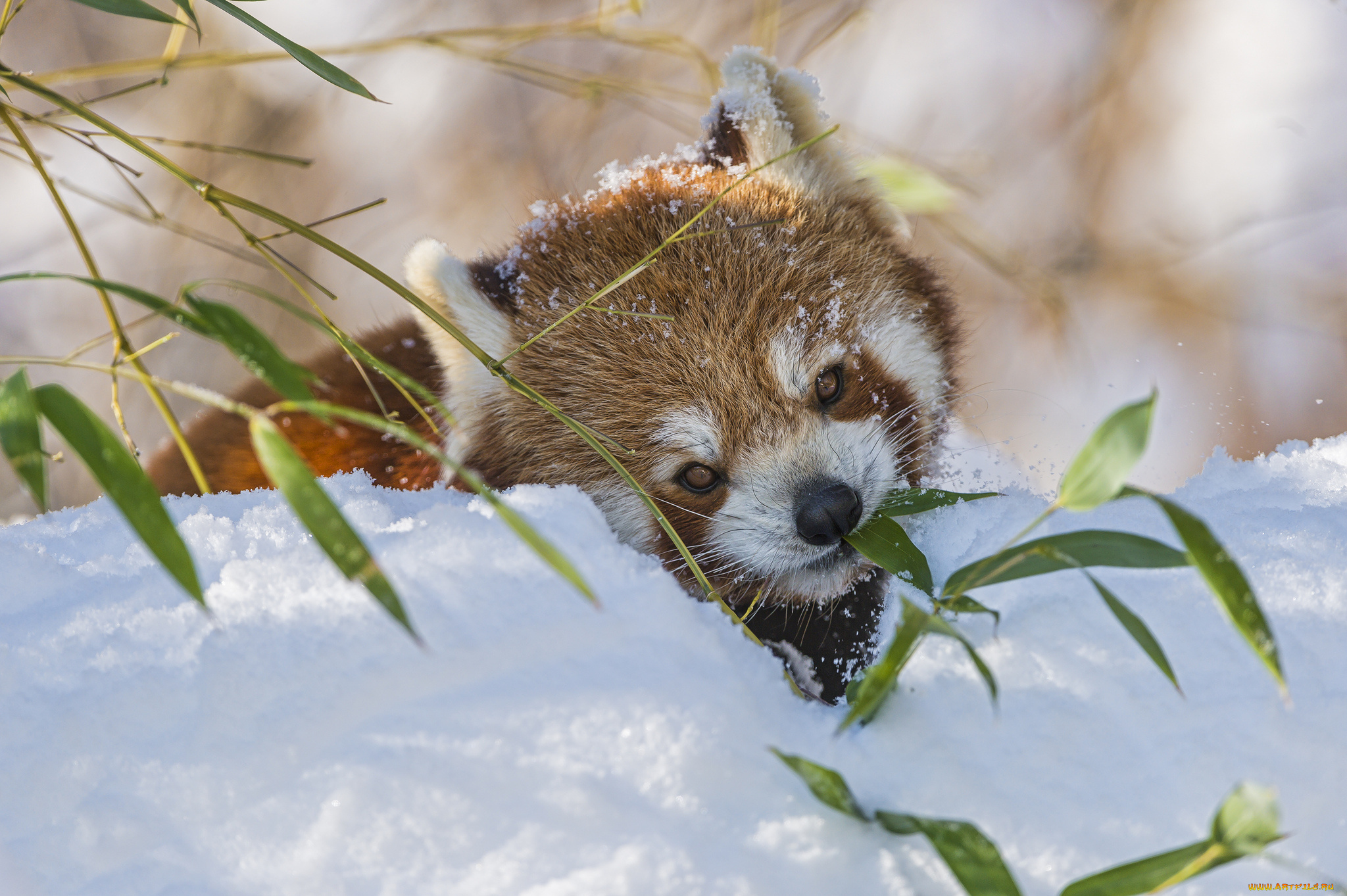 животные, панды, снег, зима, бамбук, ветка, малая, панда