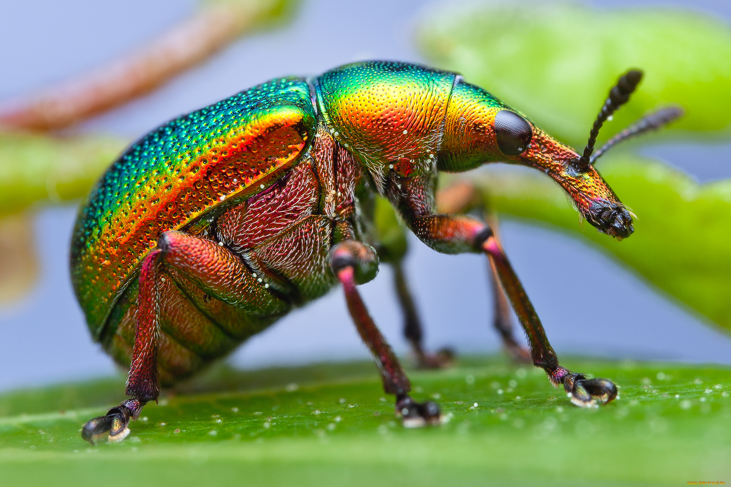 животные, насекомые, макро, насекомое, жук, долгоносик, краски