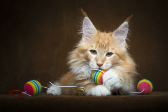 Картинка животные коты кот мейн кун рыжий лохматый пушистый лапы игрушки