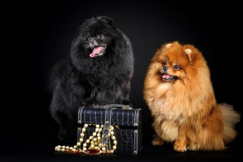 Картинка животные собаки бусы шкатулка пара пушистые шпиц милые